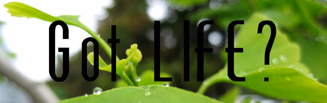 Cafe of Life Chiropractic
