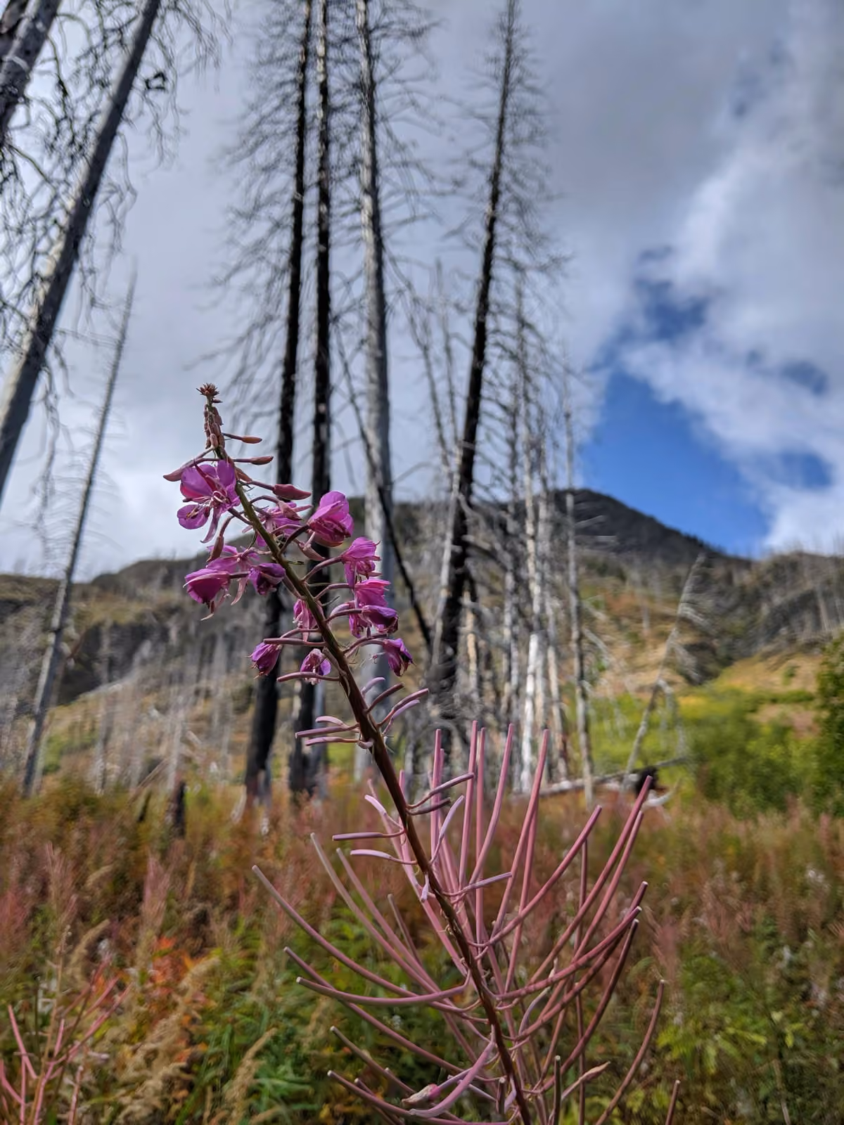 Fireweed Wellness in Revelstoke, British Columbia