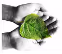 New Leaf Kinetic Arts