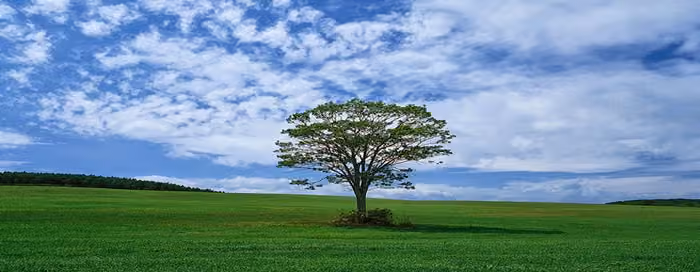 Surrey Delta Family Counselling