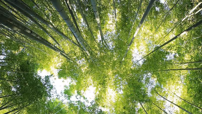 The Healing Space Counselling